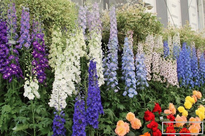 La variété Delphinium est la belladone.