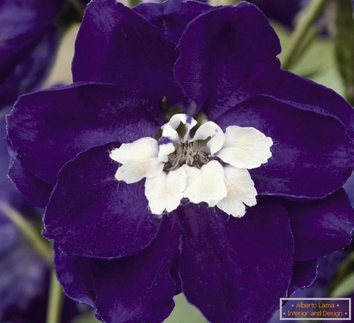 Fleurs de dauphinium violet foncé