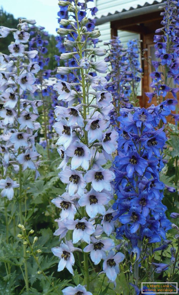 Cultivé avant le seuil delphinium impressionnera les invités à la maison.