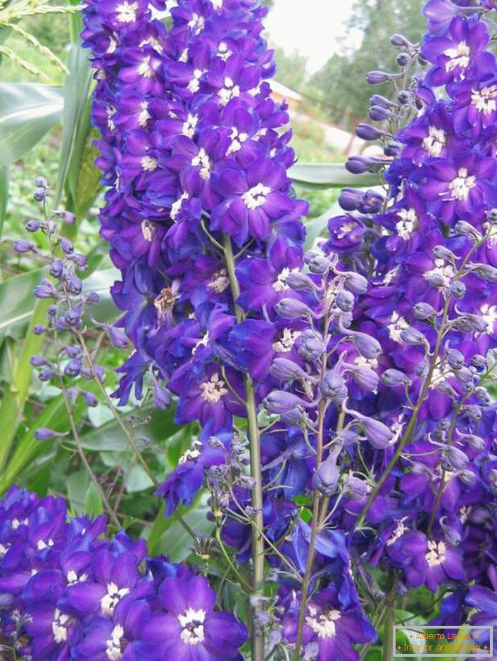 Belles fleurs delphinium