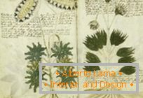 Mystérieux manuscrit de Voynich
