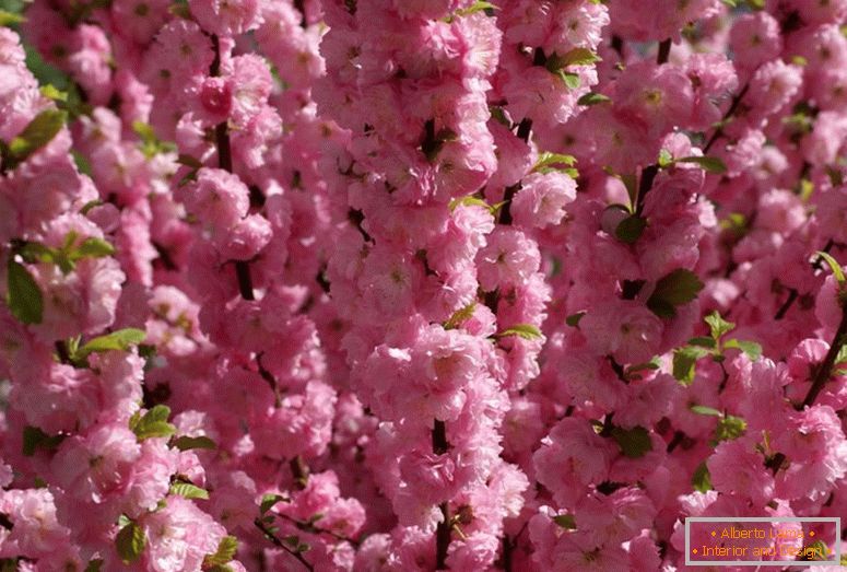 Les amandes arbustives se réfèrent à la belle floraison. Mousse rose à trois lobes d'amande.