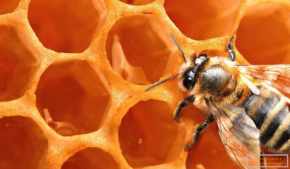 Abeille en nid d'abeille